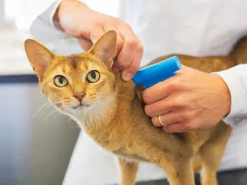5 Side Effects of Microchipping Your Cat - What You Should Know! Vet-Approved Info