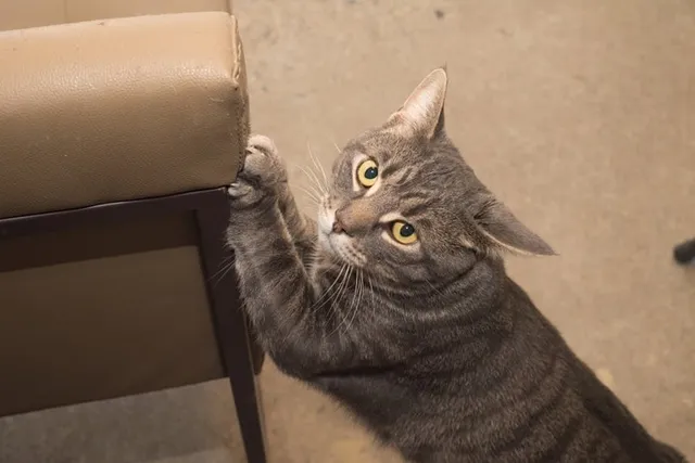 How to Stop Your Cat Scratching the Sofa: 7 Vet-Approved Ways