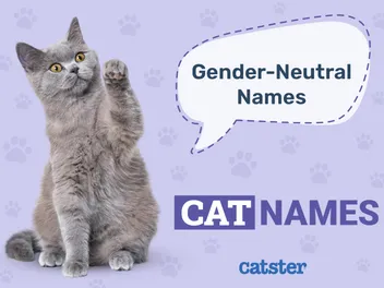 240+ Unisex & Gender Neutral Cat Names: Distinctive Options
