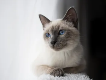 11 Cat Breeds That Look Like Siamese Cats (With Info & Pictures)