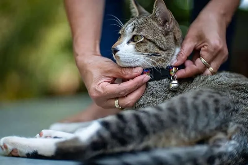 putting-a-collar-on-a-cat