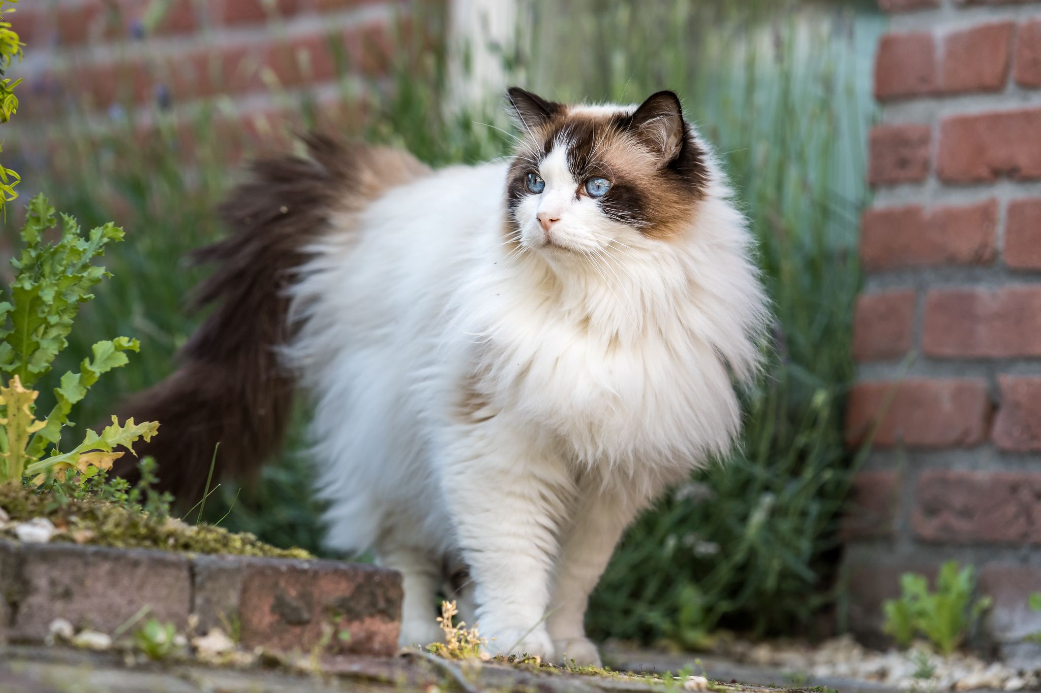Ragdoll Cat Breed: Info, Pictures, Temperament & More