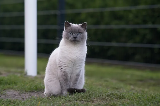 11 Vet-Verified Types of Balinese Cats: Colors, Breeds & Patterns (With Info & Pictures)