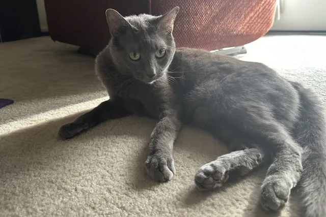 Why Are Some People Afraid of Cats? How Olga Reacts to Other Humans