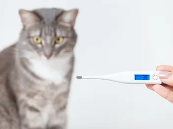 Cat Temperature: Our Vet Explains What Is Too High, Low & How to Take It