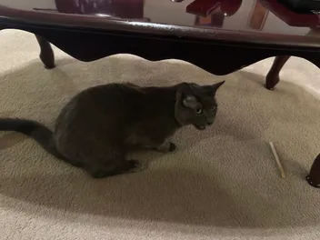 How Silver Vine Affects Cats: Olga’s Experience With Hallucinogens