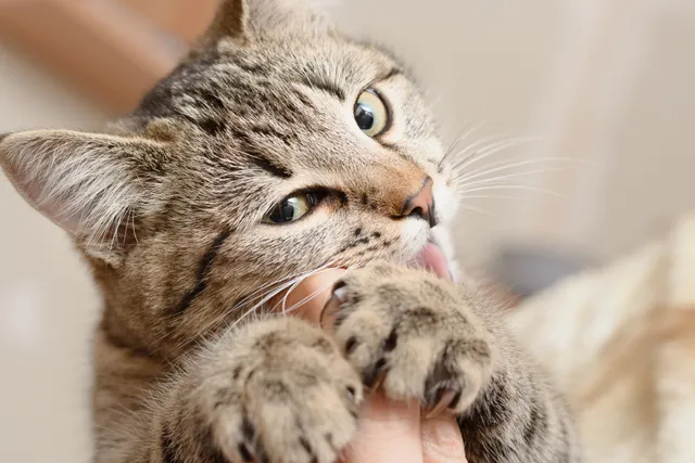 7 Reasons Why Cats Bite and How to Stop It (Vet Answer)