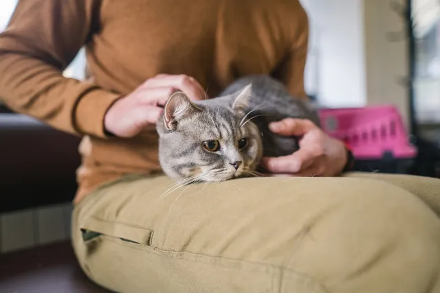 Vet Clinic Is Booked for the Day, What Do I Do? 5 Vet Approved Tips