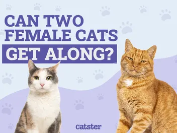 Can Two Female Cats Get Along? Vet-Verified Info & Introduction Tips
