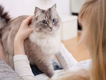 Why Do Cats Bunny Kick? 3 Vet-Reviewed Reasons