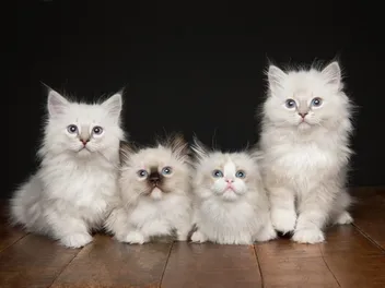 Ragdoll Kittens for Sale in Louisiana: Breeders List 2026