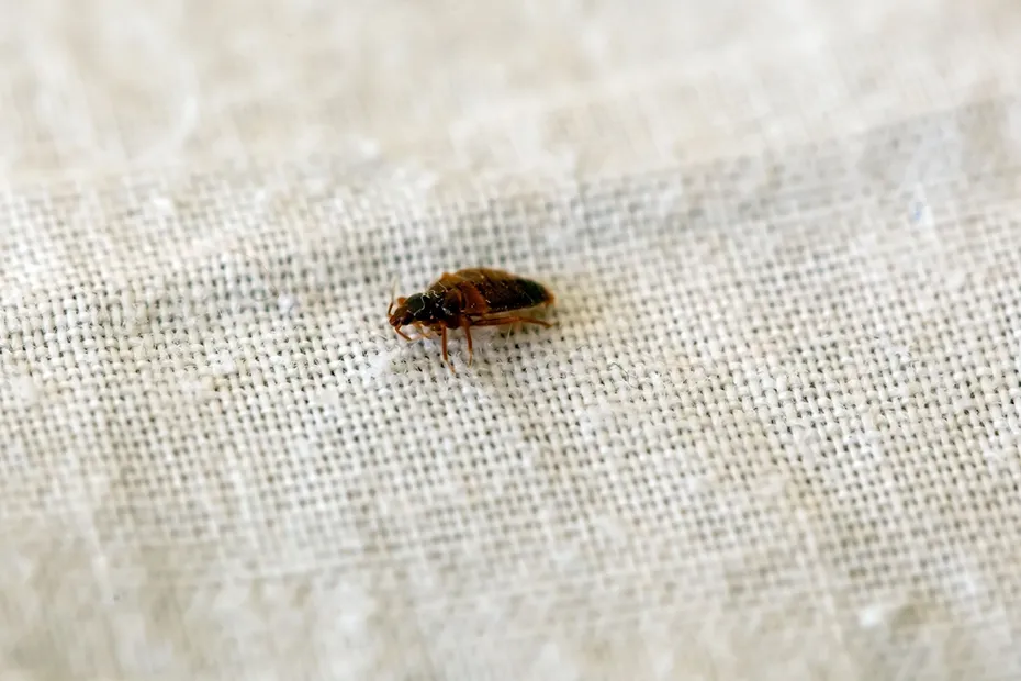 Bed bug on bed sheet