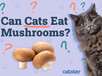 Can Cats Eat Mushrooms? Vet-Verified Facts, Risks & FAQ