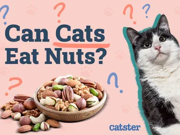 Can Cats Eat Nuts? Vet Approved Facts & Safety Guide