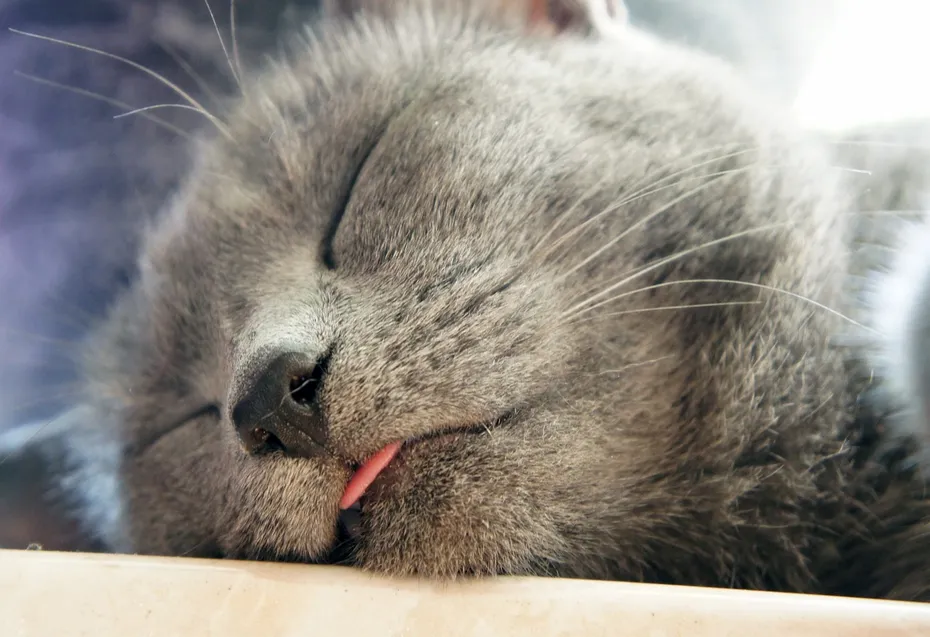 cat sleeping with tongue out