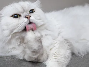How to Stop Your Cat from Over-Grooming: Vet Answer & Advice
