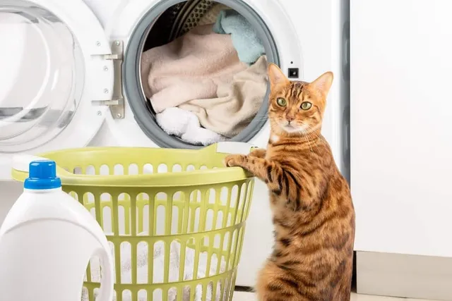 My Washing Machine Smells Like Cat Pee! How to Remove the Odor & Useful Tips