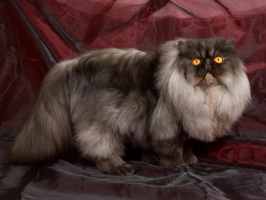 Show champion black smoke Persian