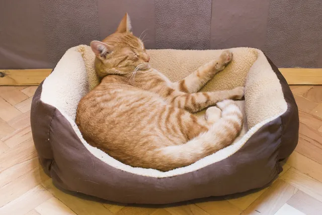 10 Typical Types of Cat Beds (With Pictures)