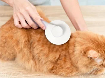 8 Best Cat Grooming Tools of 2026: Reviews & Top Picks