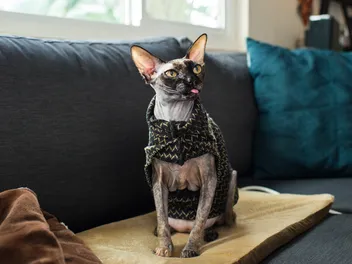 Are Heated Cat Beds Safe? Can They Be On All the Time?