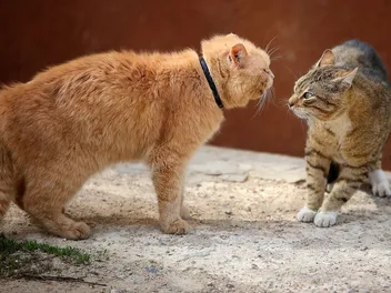 How to Stop Cats From Fighting: 5 Vet-Reviewed Tips & Tricks