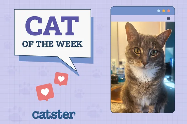 Catster Photo Contest: Cats of the Week Winners (September 4, 2025)