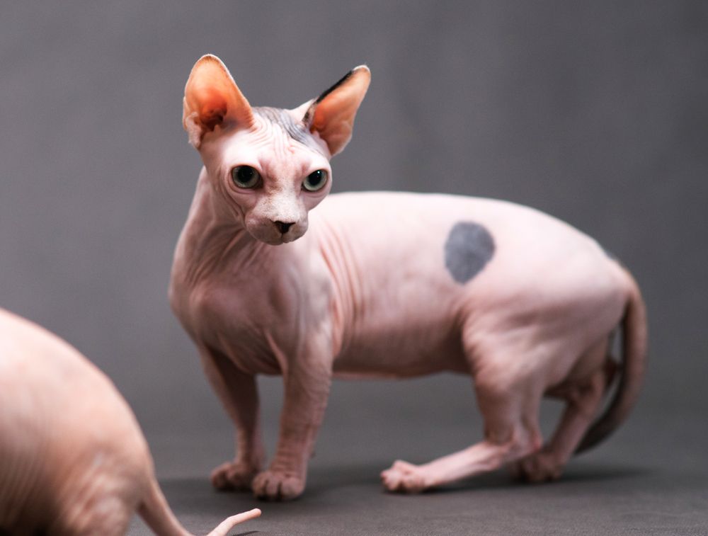 minskin-cat_