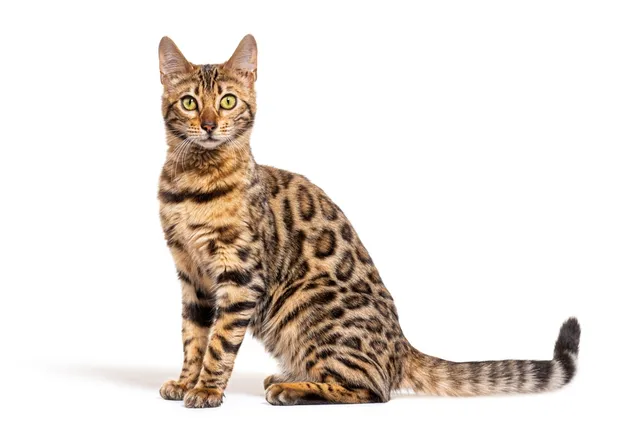 Bengal Cat Breed: Info, Pictures, Temperament & Traits