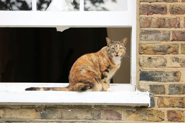 Why Do Cats Chirp? 3 Vet-Reviewed Reasons for This Behavior