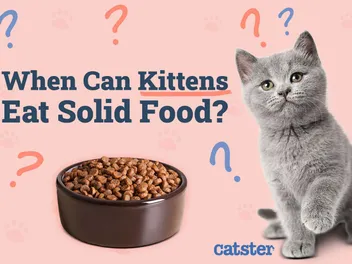 When Can Kittens Eat Solid Food? Vet-Approved Facts & FAQ