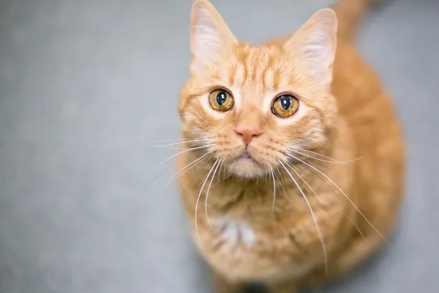 What Makes Orange Tabby Cats So Fascinating (It’s Not Just the Color)