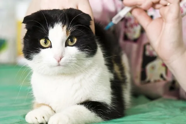 Rabies Vaccines for Cats: A Complete Guide (Vet Answer)