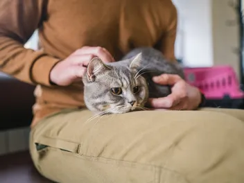 Vet Clinic Is Booked for the Day, What Do I Do? 5 Vet Approved Tips