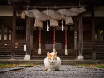 National Cat Day in Japan 2026: How & When Is It Celebrated?
