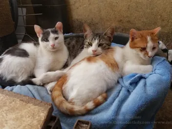A Jerusalem SPCA Volunteer Talks About Street Cats, Violence & One Special Kitty