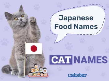 Japanese Food Names For Cats: 187 Great Ideas for Your Pet