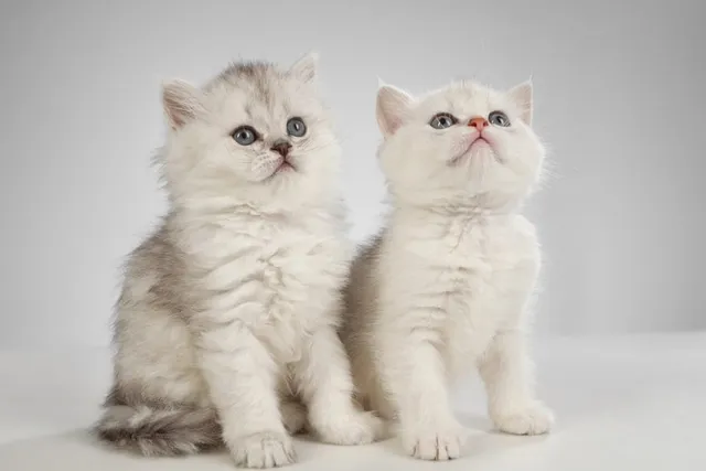 Persian Kittens For Sale in USA: 2026 Breeders List