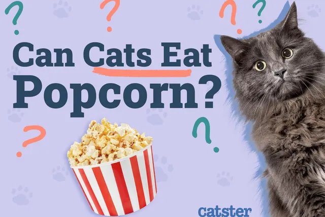 Can Cats Eat Popcorn? Vet-Reviewed Nutritional Facts & FAQ