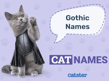 300+ Gothic Cat Names: Great Ideas for Your Hardcore Cat