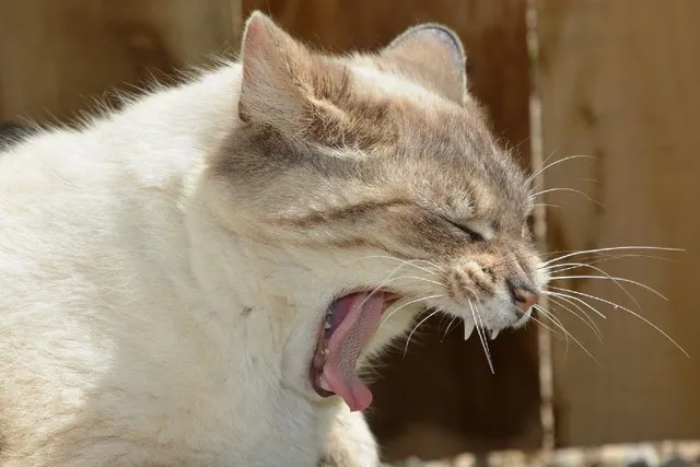 How to Tell if a Cat Is Choking: 6 Vet-Reviewed Signs & What to Do