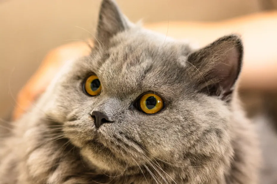 Grey haired british shorthair image