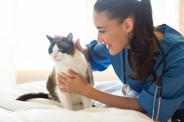 How to Make a Cat Feel Better After Vaccines: 3 Vet-Approved Tips