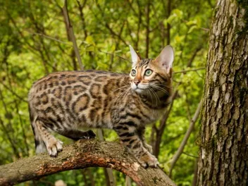 Bengal Cat History: Exploring Their Origins and Variants