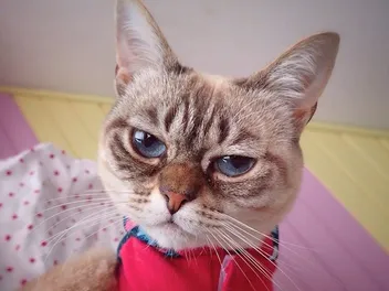 Meet Sauerkraut, the Internet's New Favorite Grumpy Face Kitty