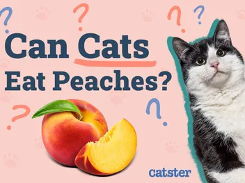 Can Cats Eat Peaches? Vet-Reviewed Facts & Precautions
