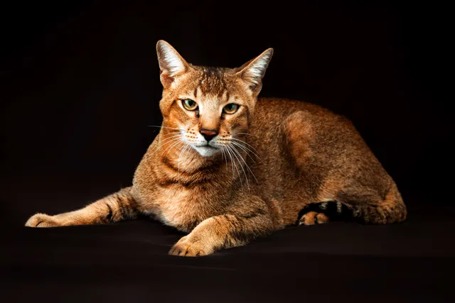 Chausie Cat Breed Info: Traits, Personality & Pictures