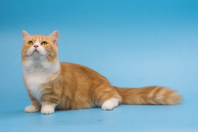 Are Munchkin Cats Hypoallergenic? Vet-Reviewed Info & Management Tips