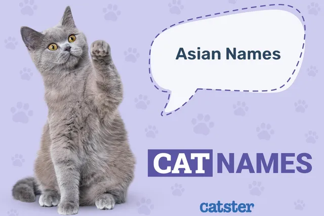 245 Asian Cat Names: Korean, Japanese, Chinese Inspired Ideas