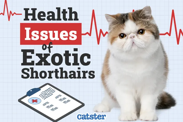 Exotic Shorthair Cat Health Problems: 10 Vet-Reviewed Issues